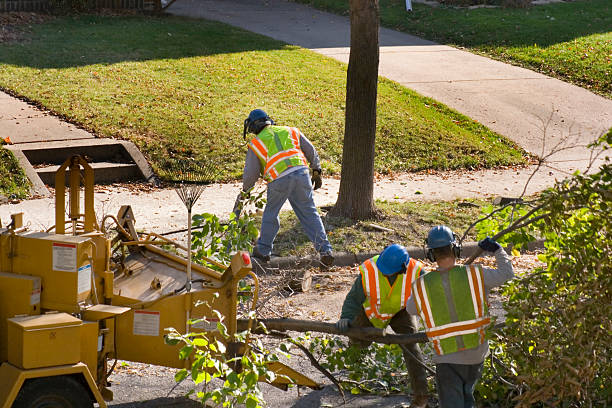 Providence, RI Tree Services Company