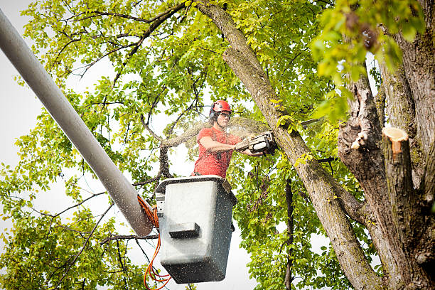 Why Choose Our Tree Removal Services in Providence, RI?